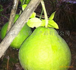 鴻發農副產品加盟 開啟綠色健康事業，共創財富未來